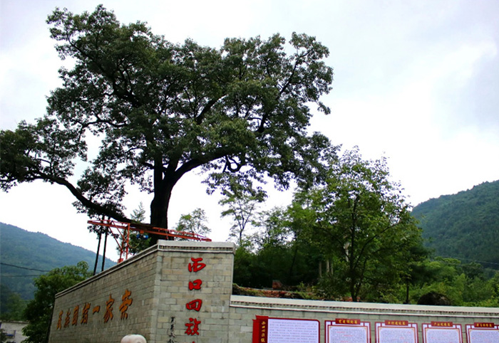 北阳山下这棵千年的老桦栎树，镇安西口镇的迎客树！